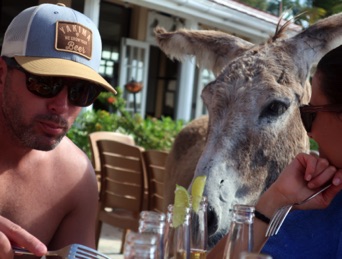 Wild donkey lunch guest